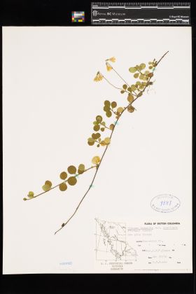 Image representing Linnaea borealis ssp. longiflora.