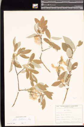 Image representing Salix bebbiana.