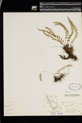 Image representing Asplenium viride.