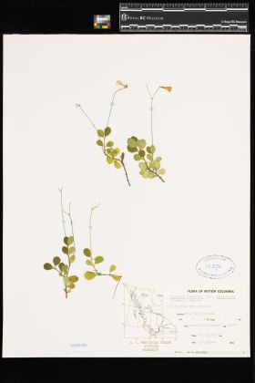 Image representing Linnaea borealis ssp. longiflora.