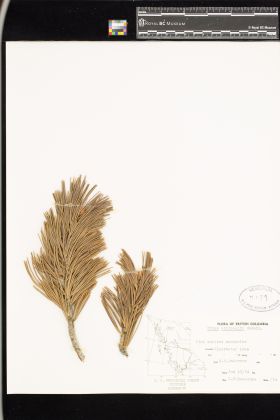 Image representing Pinus albicaulis.