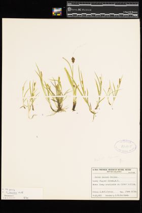 Image representing Carex aurea.