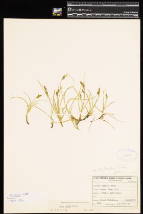 Image representing Carex aurea.