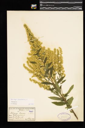 Image representing Solidago canadensis.