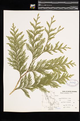 Image representing Thuja plicata.