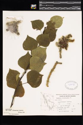 Image representing Populus tremuloides var. aurea.