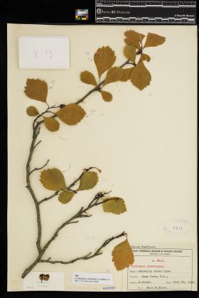 Image representing Crataegus douglasii.