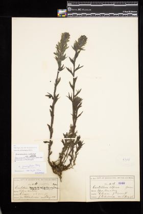 Image representing Castilleja parviflora var. albida.