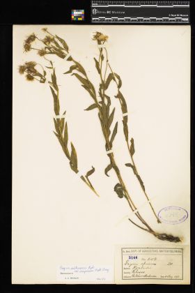 Image representing Erigeron subtrinervis var. conspicuus.