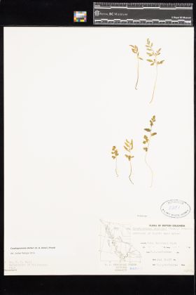 Image representing Cryptogramma stelleri.