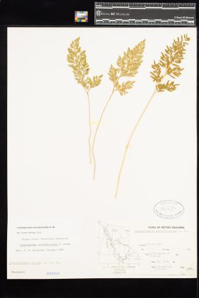 Image representing Cryptogramma acrostichoides.