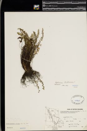 Image representing Asplenium trichomanes.