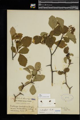 Image representing Crataegus douglasii.