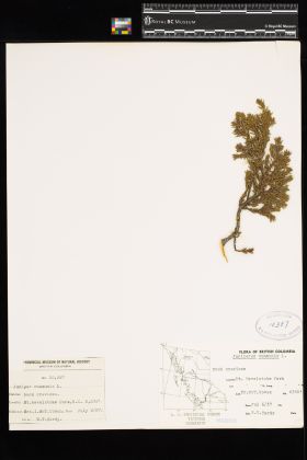 Image representing Juniperus communis.