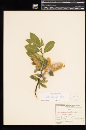 Image representing Salix barclayi.