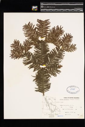 Image representing Abies grandis.