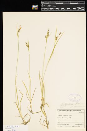 Image representing Carex aurea.