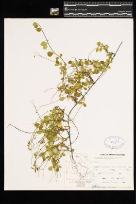 Image representing Linnaea borealis ssp. longiflora.