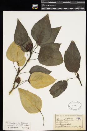 Image representing Populus balsamifera ssp. trichocarpa.