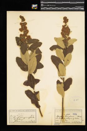 Image representing Spiraea douglasii.