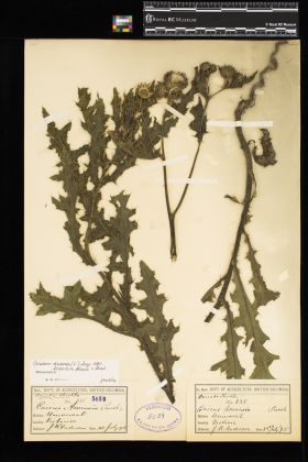 Image representing Cirsium arvense var. horridum.