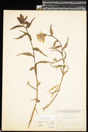 Image representing Castilleja unalaschcensis.