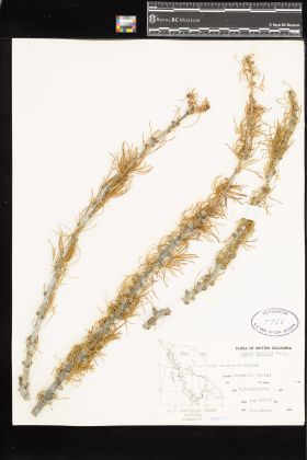 Image representing Larix lyalii.