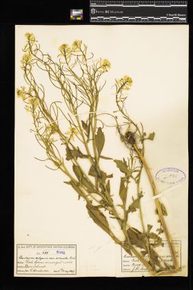 Image representing Barbarea vulgaris.