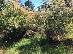 Image representing Podarcis muralis maculiventris.