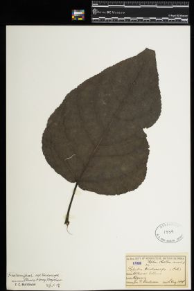 Image representing Populus balsamifera ssp. trichocarpa.