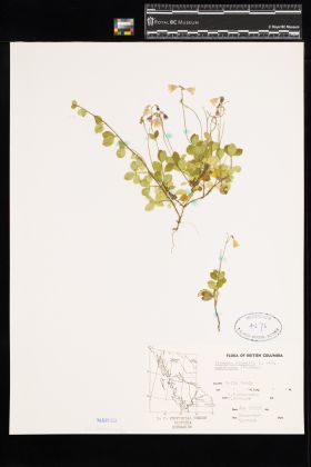 Image representing Linnaea borealis ssp. longiflora.