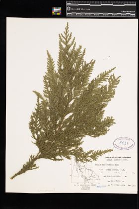 Image representing Thuja plicata.