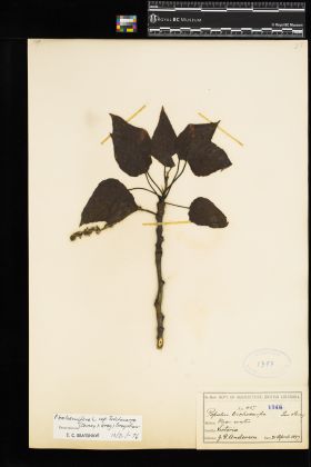 Image representing Populus balsamifera ssp. trichocarpa.