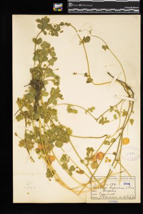 Image representing Medicago lupulina.