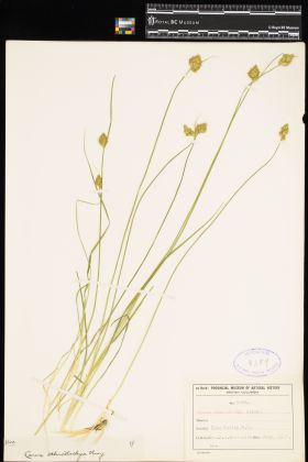 Image representing Carex athrostachya.