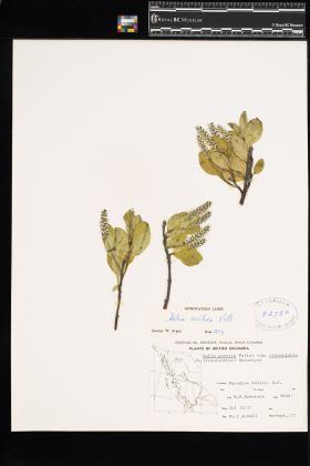 Image representing Salix arctica.