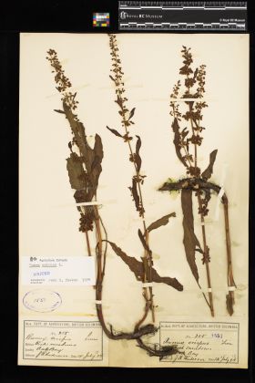 Image representing Rumex crispus x obtusifolius.