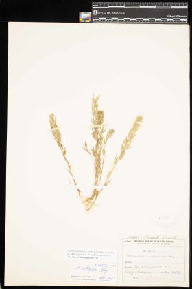 Image representing Castilleja attenuata.