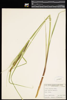 Image representing Carex aquatilis.
