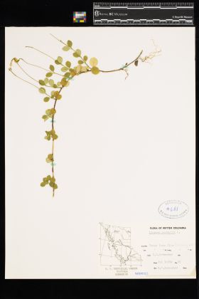 Image representing Linnaea borealis ssp. longiflora.