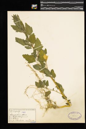 Image representing Chenopodium album.