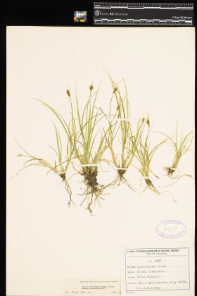Image representing Carex athrostachya.