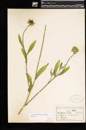 Image representing Rudbeckia hirta var. pulcherrima.