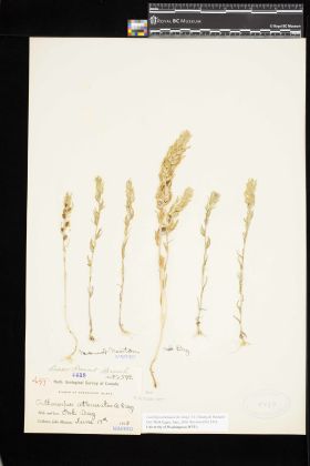 Image representing Castilleja attenuata.