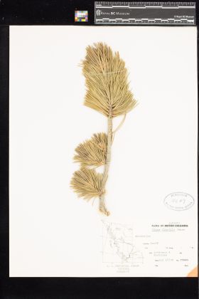 Image representing Pinus flexilis.