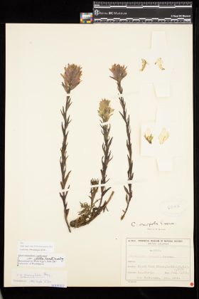 Image representing Castilleja parviflora var. albida.
