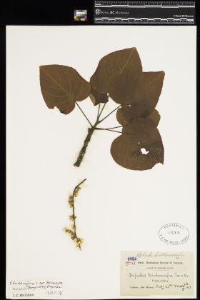 Image representing Populus balsamifera ssp. trichocarpa.