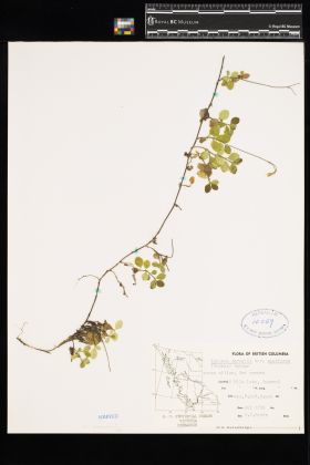 Image representing Linnaea borealis ssp. longiflora.