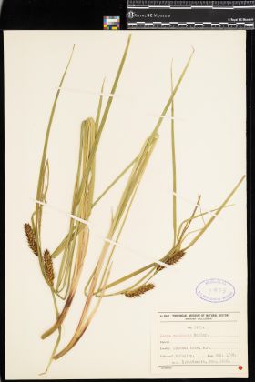 Image representing Carex exsiccata.
