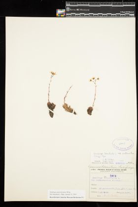 Image representing Saxifraga austromontana.